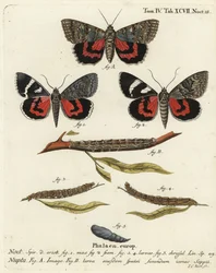 Catocala nupta. Gravure sur cuivre coloriée à la main par Johann Carl Bock d