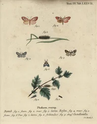 Rosy footman et papillon à manteau court