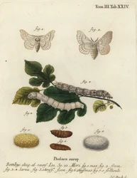Bombyx mori
