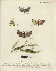 Speckled footman, Staurophora celsia et herald moth