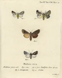 Trichosea ludifica 1,2, Rhyacia lucipeta 3, et Lamprosticta culta 4. Gravure sur cuivre coloriée à la main par Johann Carl Bock d