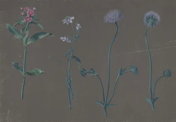 Étude de trois fleurs, 1781