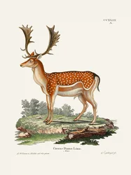 Le daim européen  Par Johann Christian Daniel von Schreber.