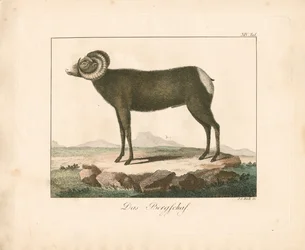 Le Mouflon (gravure coloriée à la main)