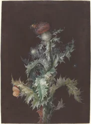 Chardon avec insectes