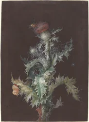 Chardon avec insectes, vers 1755