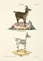 Le chamois et son squelette