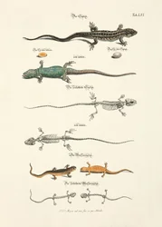 Les lézards et leurs squelettes
