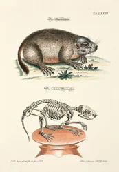 La marmotte et son squelette
