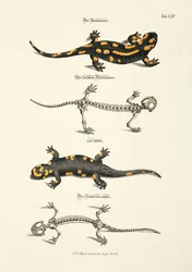 La salamandre de feu avec son squelette