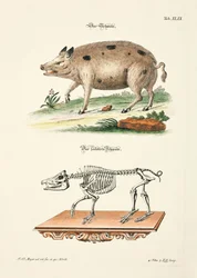 Le cochon et son squelette