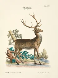 Le cerf rouge