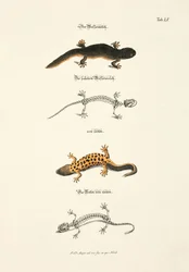 Le triton d