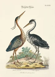 Deux types de hérons