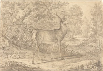 Un jeune cerf splendide devant une clôture en osier