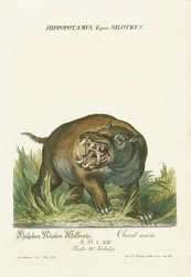Hippopotame à la bouche ouverte