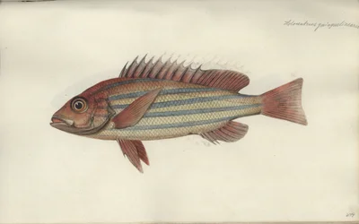Lutjanus quinquelineatus, avant 1790