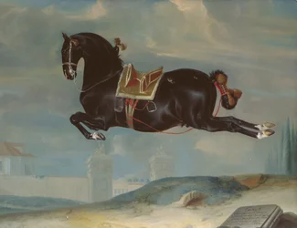 Le cheval noir « Curioso » exécutant une cabriole