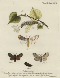 Papillon à pointe de buffle, Phalera bucephala, et Cosmotriche lobulina.