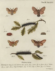 Bombyx disparate, Eriogaster catax