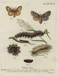 Bombyx du roncier, Macrothylacia rubi