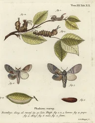 Papillon de homard, Stauropus fagi