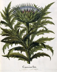 Cinera Cum Flore, 1613