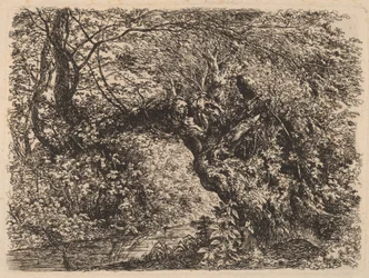 Un vieux saule près d