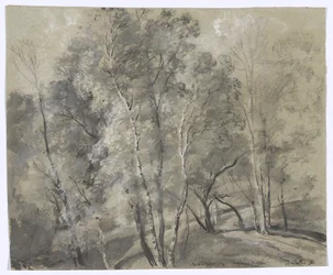 Arbres feuillus sur un versant