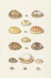Coquilles de cauris
