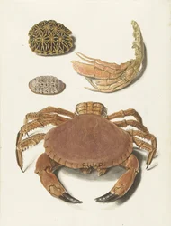 Un crabe, une pince de crabe et deux carapaces de tortues