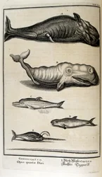 Gravure sur cuivre de 