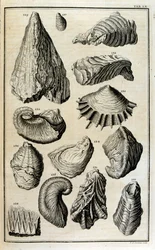 Restes fossilisés de coquillages représentant des animaux détruits par le grand déluge biblique