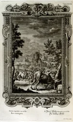 Sacrifice de taureaux sauvages
