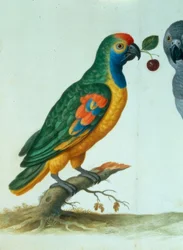 Perroquet amazone