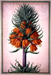 Fritillaria imperialis (couronne impériale) planche 25 du Nassau Florilegium