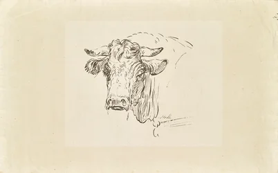 Tête de taureau