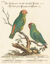 Perroquet (Le Perroquet Indien. Psittacus Minimus)