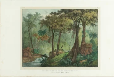 Forêt vierge près de Manqueritipa. Extrait de «Voyage pittoresque au Brésil», 1835.