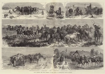 La vie parmi les chevaux sauvages de la Puszta, ou la campagne hongroise