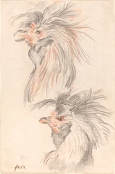 Coq de combat