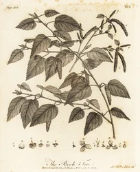Bouleau pubescent, Betula pubescens