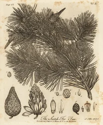 Pin sylvestre, Pinus sylvestris