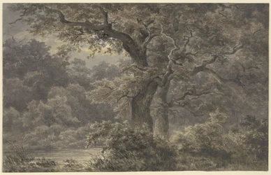 Chênes dans la forêt