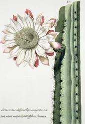 Cereus Erectus Altissimus Syrinamensis de Phythanthoza Iconographica publié en Allemagne, 1737-45