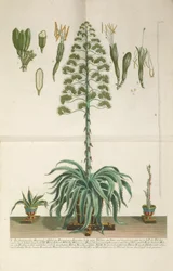 Gravure et plaque de mezzotinte d