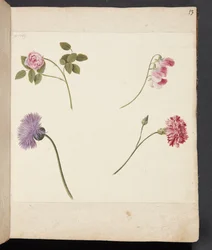 Étude de fleurs