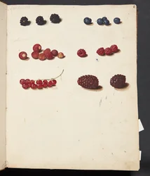 Étude de divers fruits