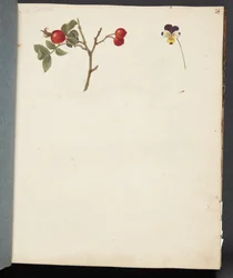 Étude de cynorrhodon et pensée