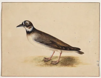 Oiseau